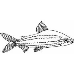 Banded Shark Coloring Page