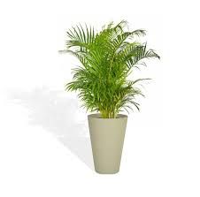 hiperplasia bulbosa de próstata ecológica