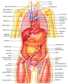 Human Neck Anatomy Human Anatomy Drawing Anatomy Anatomy Organs