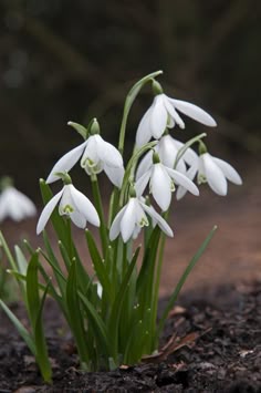 out with the snow in with the snowdrops flowers pinterest