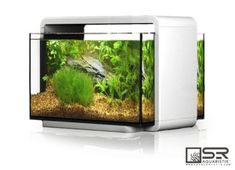 153 best betta fish