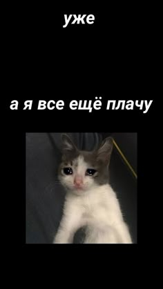 Веселые Обои, Обои С Цитатами, Cute Kittens, Фоновые Изображения, Цитата, Шутки, Монитор, Обои Фоны