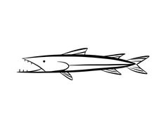Barracuda Animal Coloring Pages