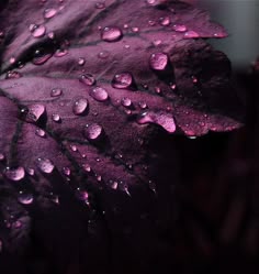 104 Best Colors Plum And Wine Images Colour Bordeaux Color Plum Leaf Cor Magenta Purple Shades Of Lilac
