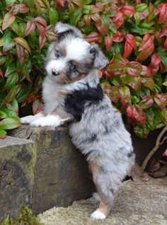 76 Best Australian Shepherd Mix Puppies Images 76 Best Australian Shepherd Mix Puppies