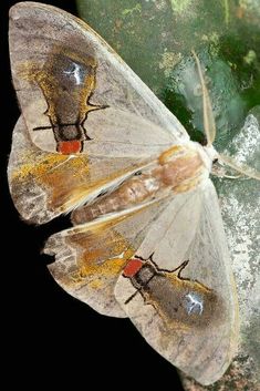 Image result for moths with folded wings pinterest