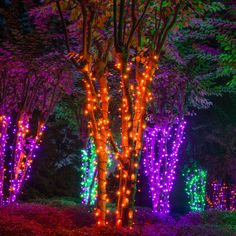 70 5mm amber led halloween lights 4 spacing black wire