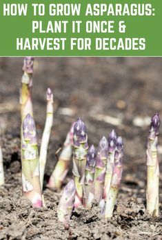 Perennial Garlic Plant It Once And Harvest For 20 Years