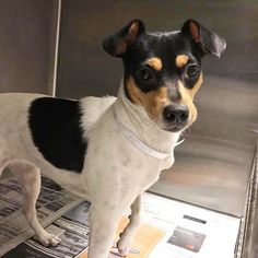 american eskimo dog breeders new york corgi american eskimo dog mix dog for adoption in oak ridge new american eskimo dog breeders new york corgi american eskimo dog mix dog for adoption in oak ridge new