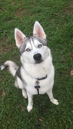 Siberian Husky Puppy For Sale In Warren Ma Adn 61194 On