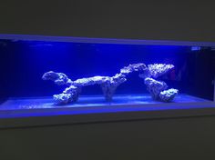 47 best aquarium ideas