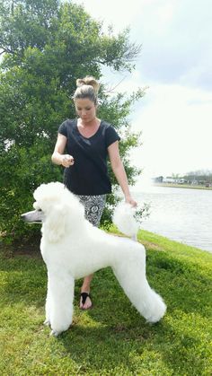 Beautiful Standard Poodle Puppies Lacylanepoodles Com Daniel Utah