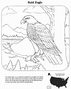 july 4th coloring pages - the american eagle coloring page sheets ... - American Bald Eagle Coloring Page july 4th coloring pages - the american eagle coloring page sheets ... - American Bald Eagle Coloring Page