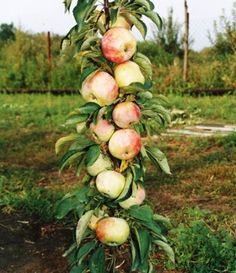 Dragon Fruit Plant Live 3 Cutting PitahayaPropagation Plant Edible Cacti GEOPONICS Jumbo Dragon Fruit Dragon Fruit Plant Live 3 Cutting PitahayaPropagation Plant Edible Cacti GEOPONICS Jumbo Dragon Fruit