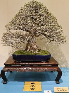 Die 30+ besten Bilder zu Bonsai tische in 2020 | bonsai Die 30+ besten Bilder zu Bonsai tische in 2020 | bonsai