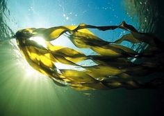 mar de los sargazos al gas marinas para adelgazar