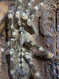 Poecilotheria subfusca | Tarantula\'s Are Great Pets.... | Pinterest ... Poecilotheria subfusca | Tarantula\'s Are Great Pets.... | Pinterest ...