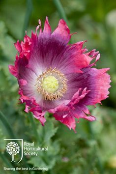ROSSO Finto Papavero-Meconopsis punicea