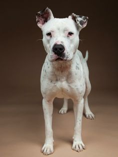 20 Boxmatian Ideas Boxer Mix Dalmatian Dogs Boxer Mix Dalmatian