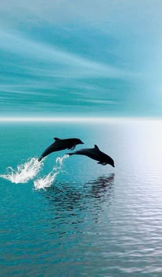 Tier Wallpaper, Ocean Wallpaper, Animal Wallpaper, Wallpaper Art
