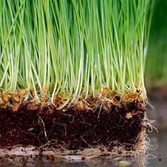 1 LB ORGANIC SPROUTING Hard Red WHEAT GRASS SEEDS for Pets Cats Dogs HEALTH