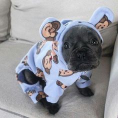 20+ The Coolest Ready For Summer Dogs DIY Darlin' in
