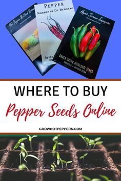 sweet pepper seeds min 20 Samen Paprika /"Mini Bell/" Capsicum annuum