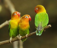 21 Ideas De Agapornis Pajaro Del Amor Agapornis Roseicollis Loros