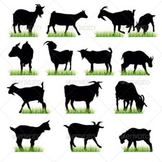 BIlly Goat Logo Goat logo, Animal logo, Logos design