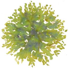 Landscape Architecture Plan Trees things i wish i knew during architecture school: site plan - trees Landscape Architecture Plan Trees things i wish i knew during architecture school: site plan - trees