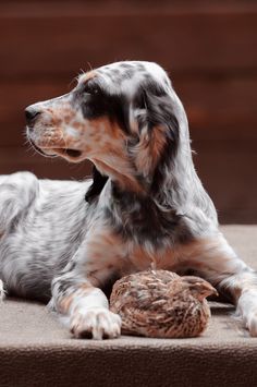 Spaniels, Dog Cat, Dog Breeds, Dogs, English Setter Puppies, Hunter Dog, English Setter Dogs