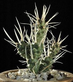 11 Tephrocactus ideas | cacti and succulents, cactus and ...