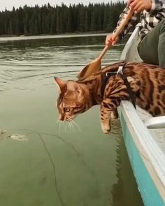 20 Cat Cute Ideas In 2021 Cats And Kittens Cats Cute Cats