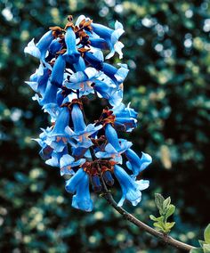 Sweet Bananas Taste Like Ice Cream Introducing The Princess Tree The Paulownia Tomentosa Is Quite Regal Stunning Trumpet