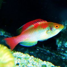 43 best pretty fish