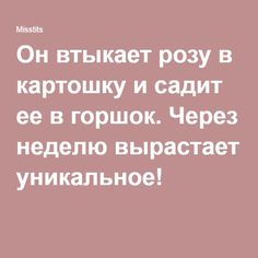 Он втыкает розу в картошку и садит ее в горшок. Через неделю вырастает уникальное!