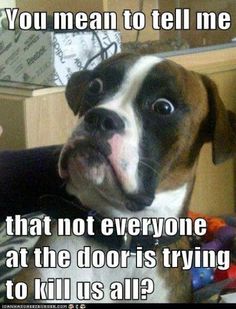 Dog Catch Phrases Goldenacresdogs Dog Catch Phrases Goldenacresdogs