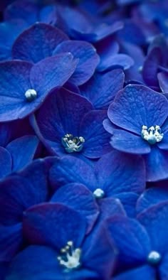 . Hortensia Hydrangea, Blue Hydrangea, Hydrangeas, Hydrangea Bouquet, Love Blue, New Blue, Blue And Purple, Blue And White, Dark Blue