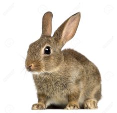 Pretty rabbit