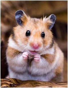 gordo Midget named gordo Midget named