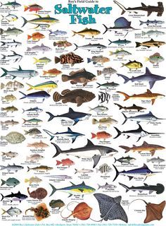 fishes of the southeast atlantic coast saltwater fish texas gulf coast fish identification chart