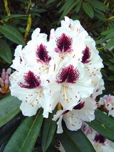 The 145 Best Rhododendron Images On Pinterest Garden Plants Landscape Service Plants Directory Rhododendron Sho Database Of Information And Images Regarding Garden From All Over The World