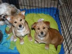 shiba inu shih tzu mix eskimo mix pup puppy stuff pup poodle and animal shiba inu shih tzu mix eskimo mix pup puppy stuff pup poodle and animal