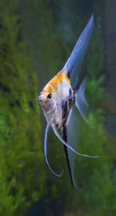 3462 best angelfish images