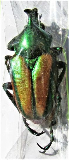 Bright Green Derby/'s Flower Beetle Dicronorrhina derbyana oberthueri Pair M+40mm
