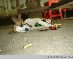 Senangnya Mabuk Mabukan Dasar Anjing Senangnya Mabuk Mabukan Dasar Anjing