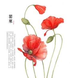 how to draw flowers poppies pinterest flowers drawings and