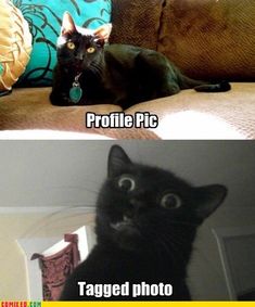759 best funny cats images on pinterest funny animals cutest
