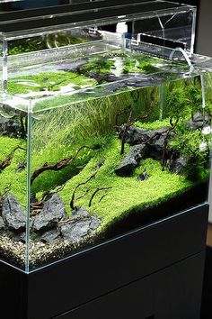 45 best aquascapes images