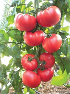 S//H See our store! Great Taste Chocolate GrapeTomato Seeds Comb